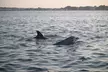 Private Party Back Bay Sunset Cruise or Assateague Island Wildlife & Pony Cruise – Sea Rocket Adventures - Second Medium