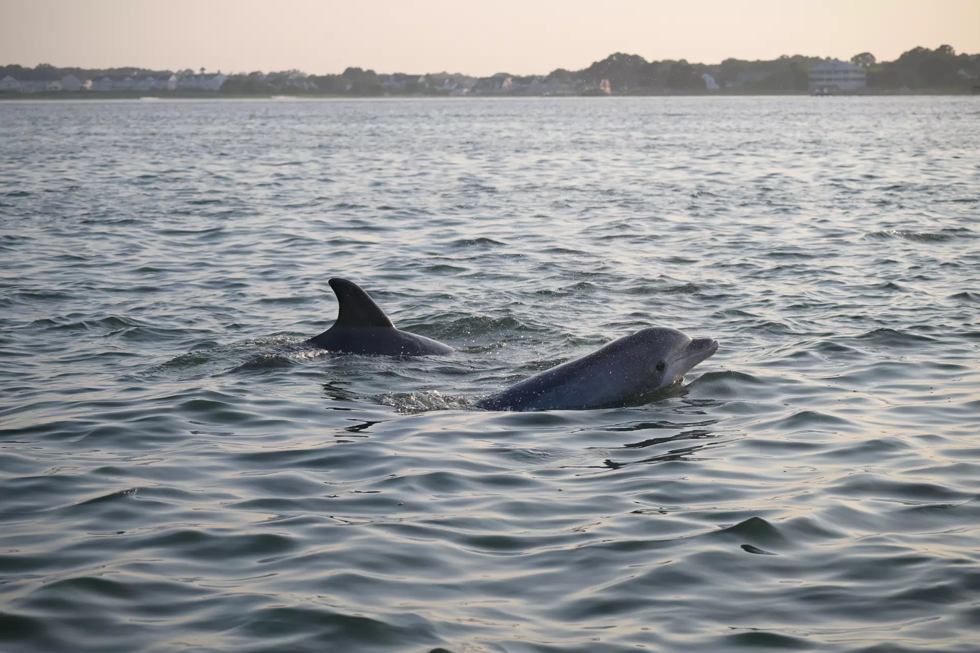 Private Sunset & Wildlife Cruises in Ocean City