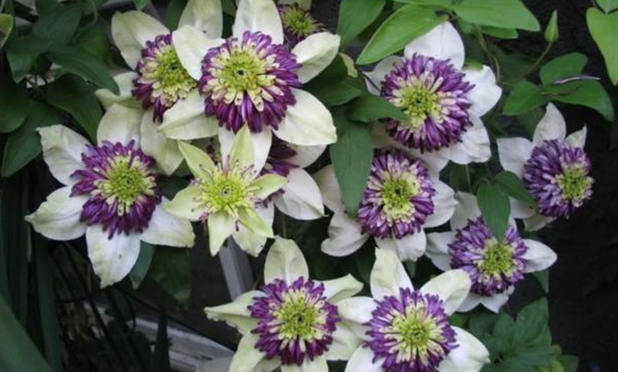 Image 2: Piante di Clematis Viennetta