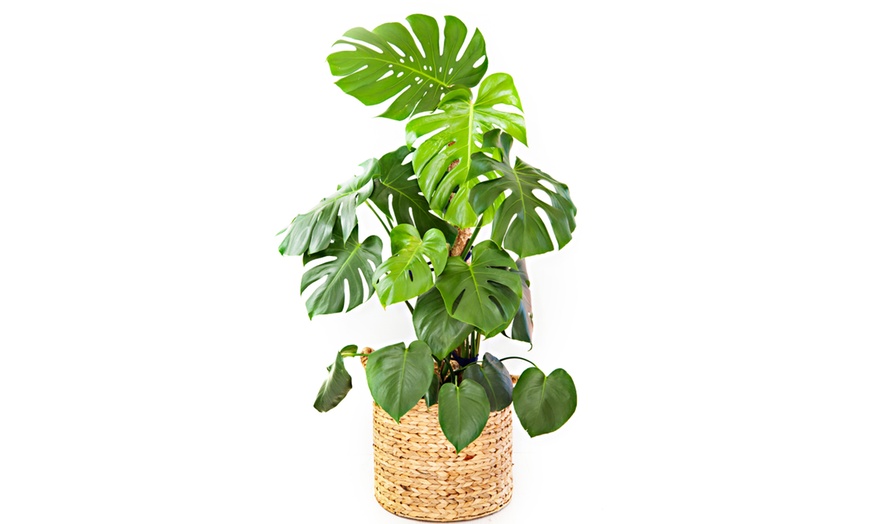 Image 6: XL Monstera Deliciosa Plant