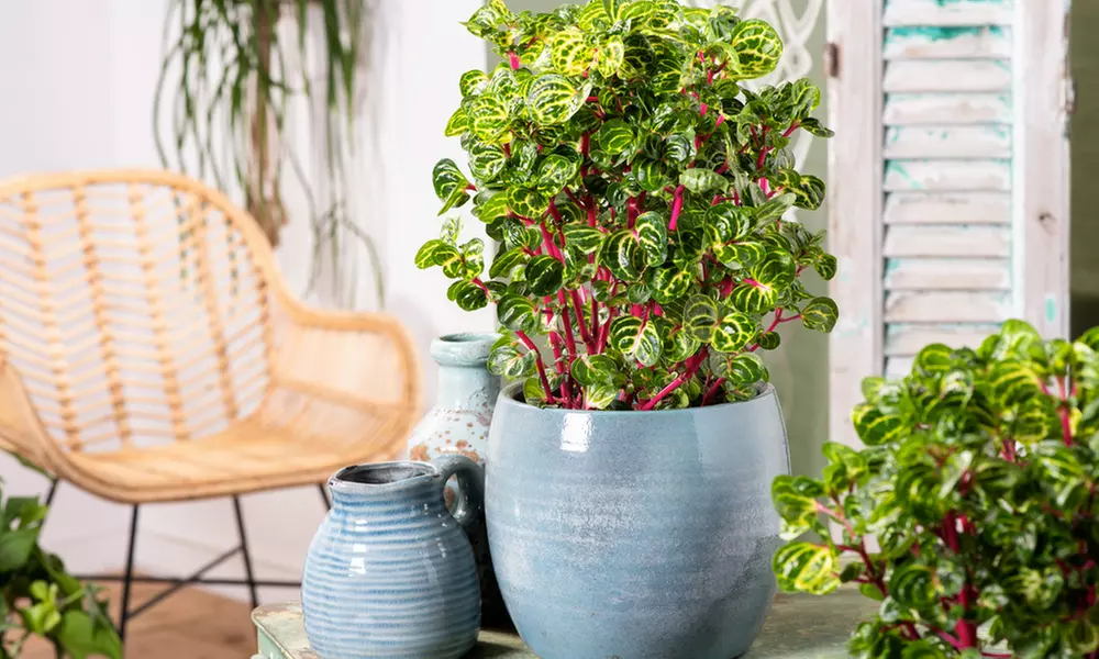 1x oder 2x Iresine Herbstii in Rot oder Gelb - Primary Image