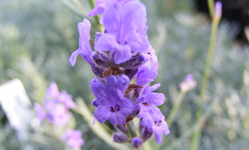 Image 6: English Lavender Jumbo Plugs