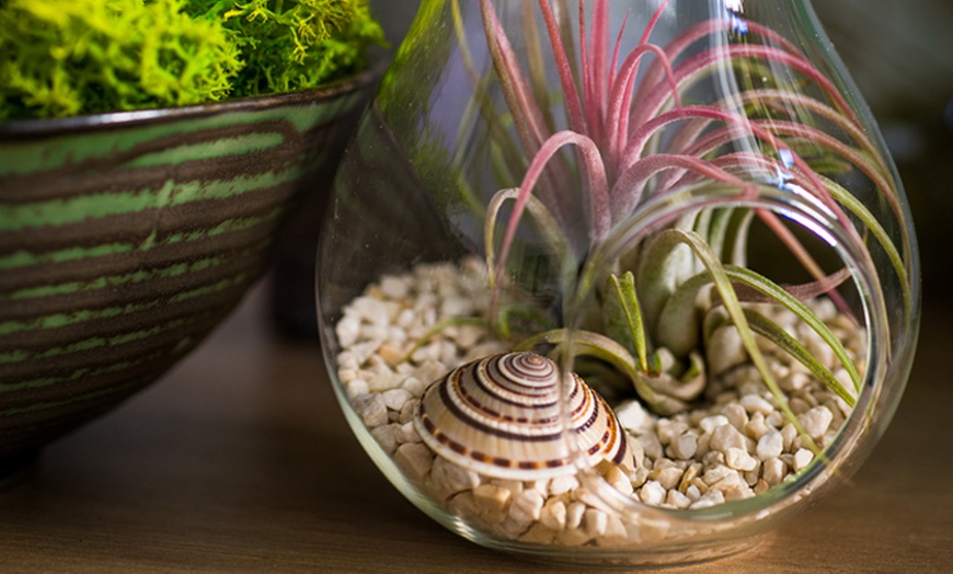 Image 7: 3 Air Plants in Glass Container