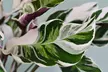 1x oder 2x  Korbmarante 'Fusion White' (Calathea) - Second Medium