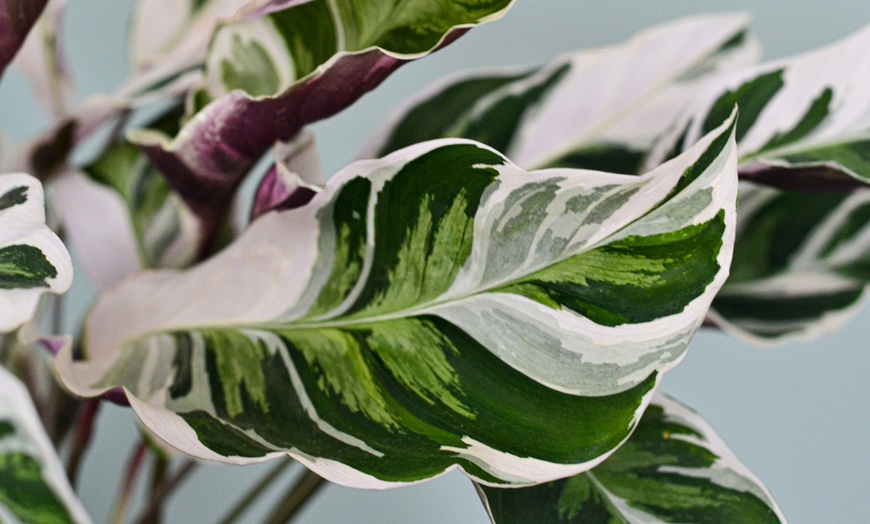 Image 2: Plante de Calathea Fusion White