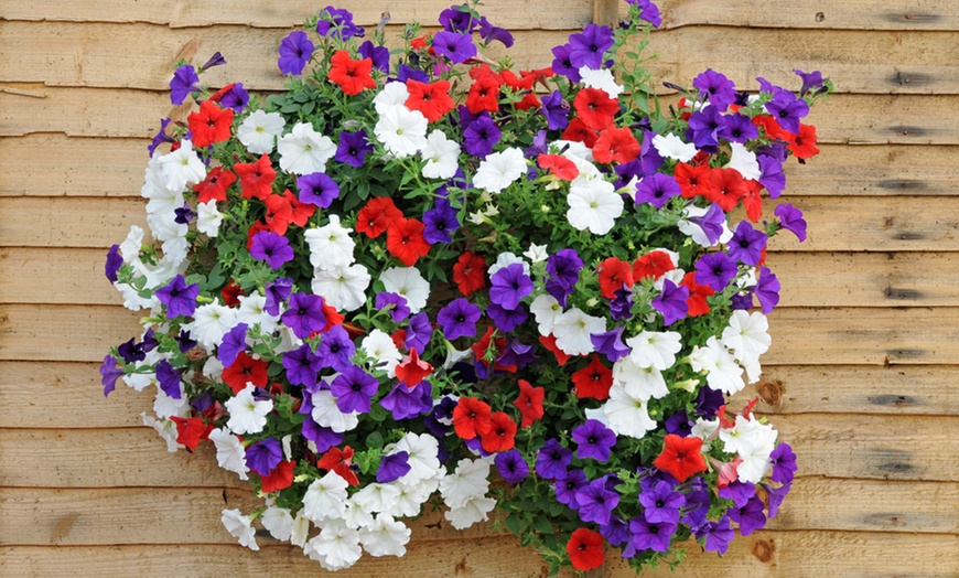 15 or 30 Petunia Royal Flush | Groupon