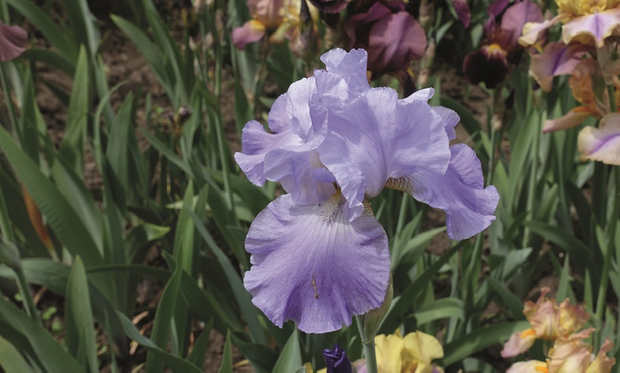 Image 8: Up to 10 Rhizomes of Iris Re-Blooming Collection