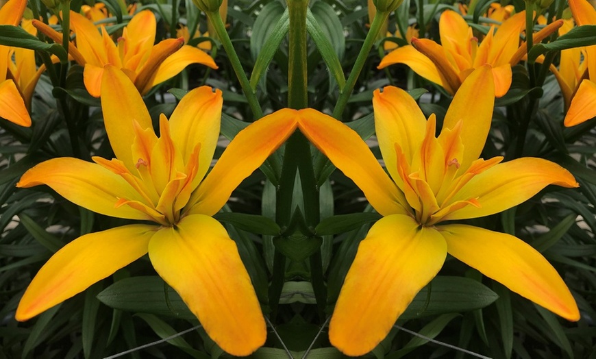 Image 9: Double Pollen Free Lily Collection - 2 or 10 Bulbs