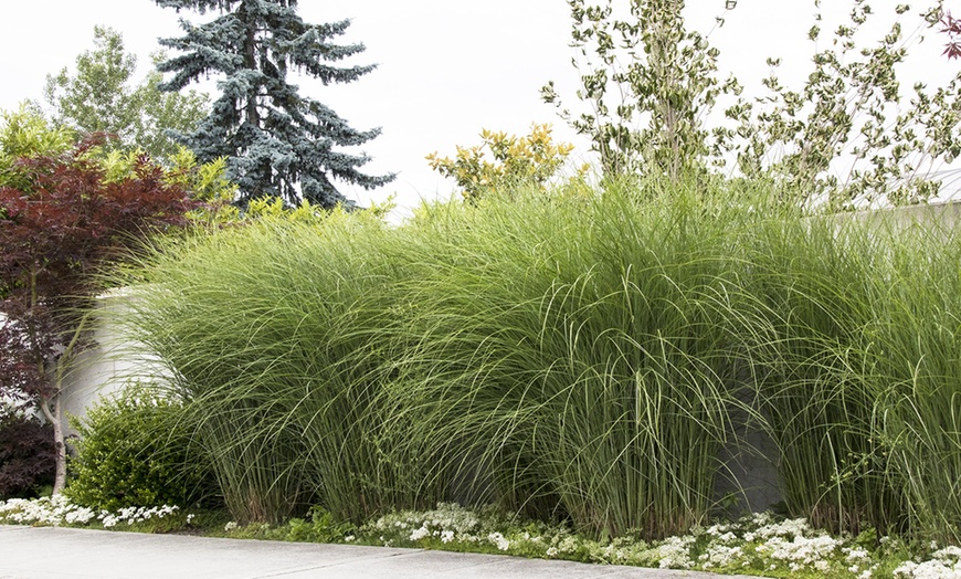 Image 4: Plante "Miscanthus Gracilimus"