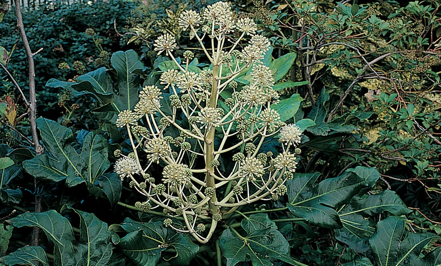 Image 2: Fatsia Japonica Shrub in 3.5L Pot