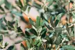 Plantas y árboles de olivo en varios tamaños - Second Medium