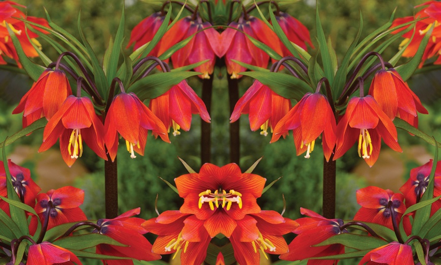 Image 2: Three Fritillaria Imperialis Bulbs