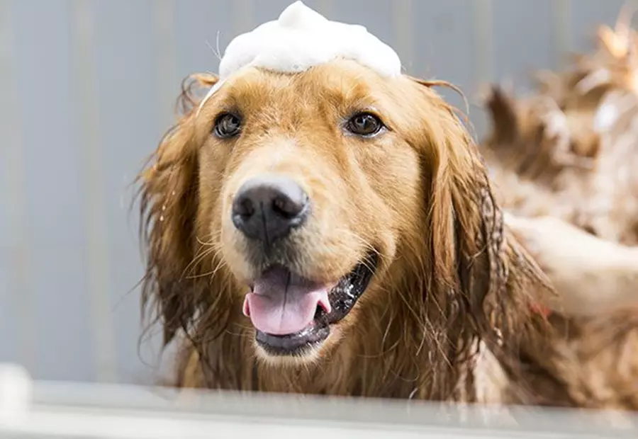 Up to 37% Off on Pet Grooming at Furbabies Resort And Spa - Primary Image