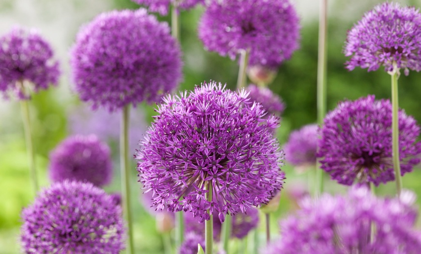 Image 6: 40, 80 ou 120 bulbes de fleurs à papillons