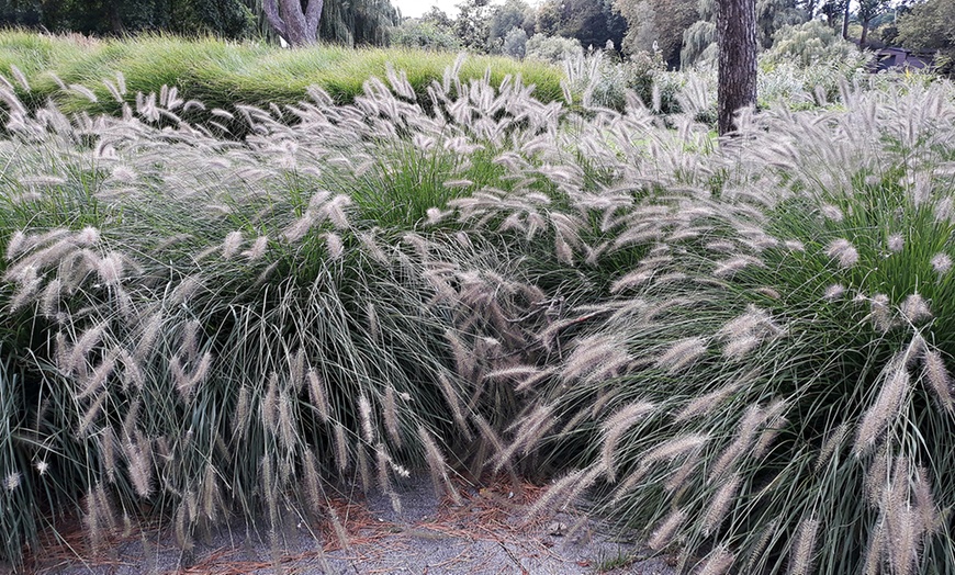 Image 1: Herbe aux écouvillons "Pennisetum alopecuroides 'Hameln'"