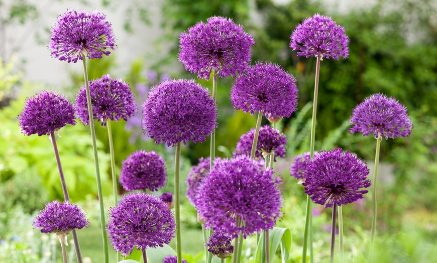 Image 2: 40, 80 ou 120 bulbes de fleurs à papillons