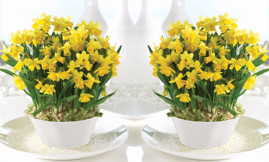 Image 2: 25, 50 or 100 Narcissus Daffodil Tete-a-Tete Hardy Bulbs