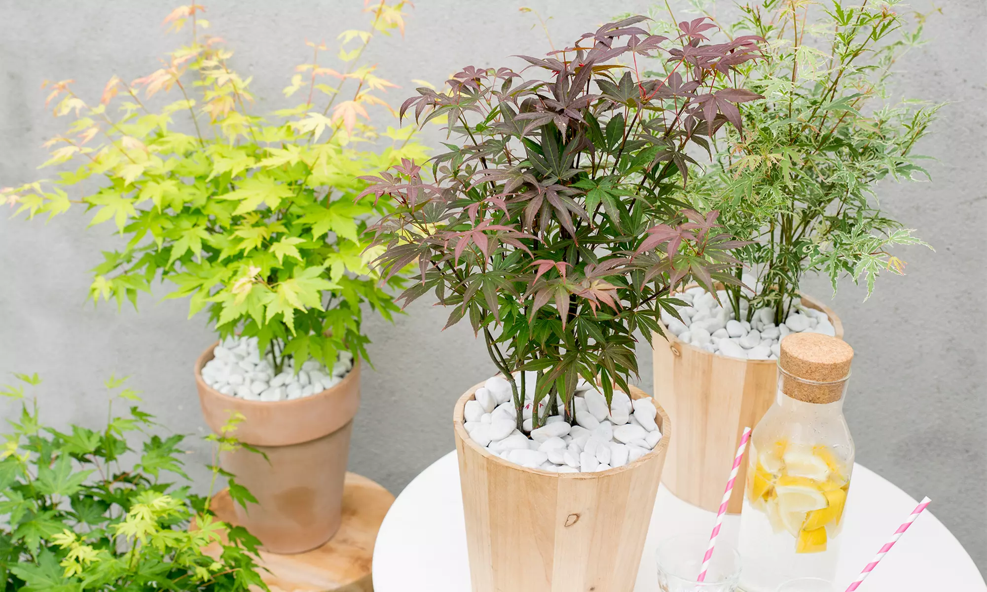 1x oder 2x roter Fächerahorn 'Atropurpureum' - Second Medium