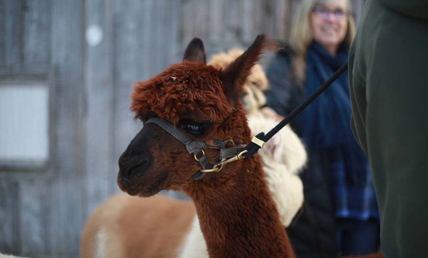 Image 2: Unforgettable Alpaca Walking & Feeding Experience for All Ages