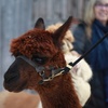 Image 2: Unforgettable Alpaca Walking & Feeding Experience for All Ages