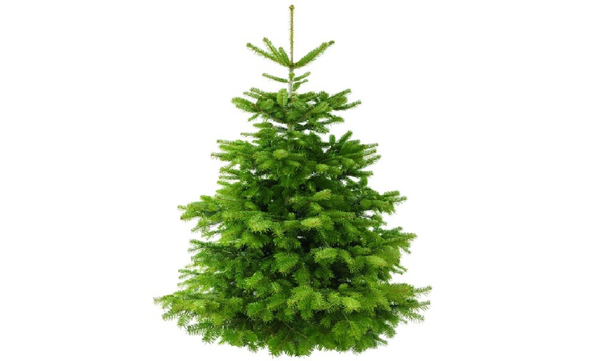 Image 3: Nordman Fir Christmas Trees