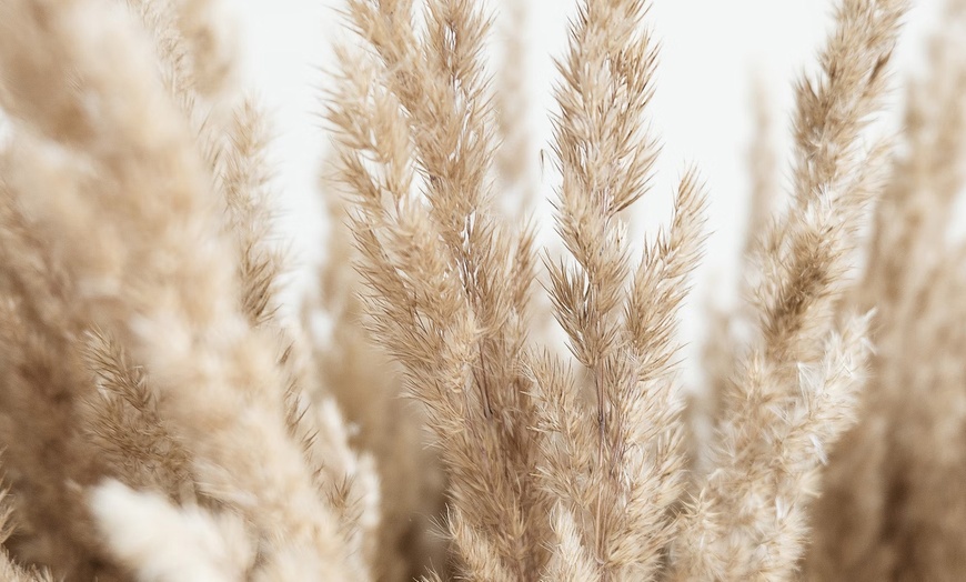 Image 3: 3 Cortaderia Selloana of Rosea planten