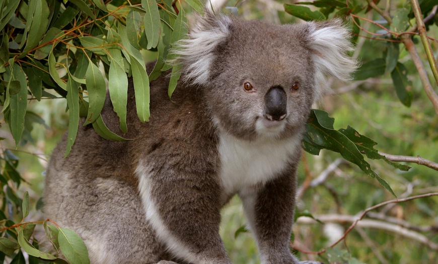 Image 3: Penguin Parade, Milking Farm & Koala Park Day Tour