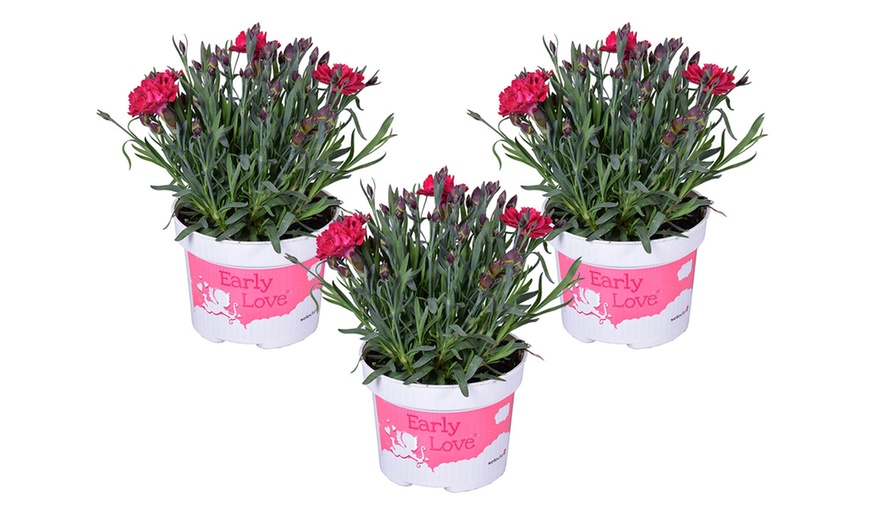 Image 2: Dianthus Early Love