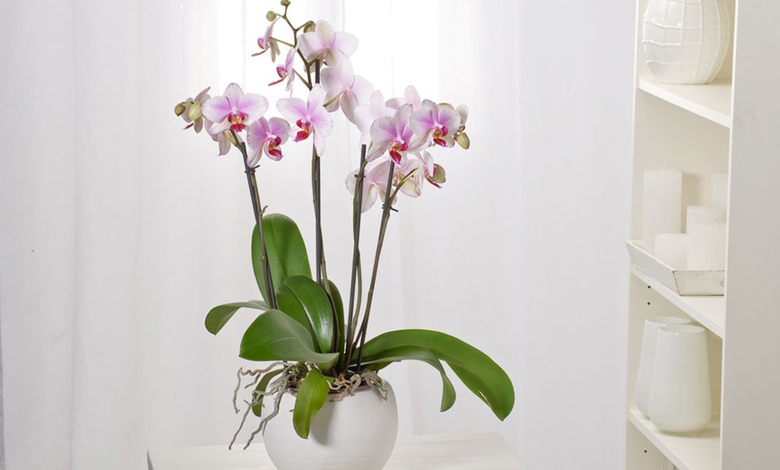 Image 1: Phalaenopsis plant (vlinderorchidee)