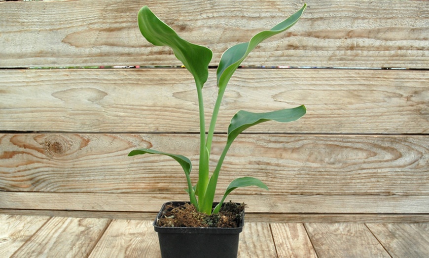 Image 9: Bird of Paradise 1 or 2 Potted Plants + Optional Patio Planter