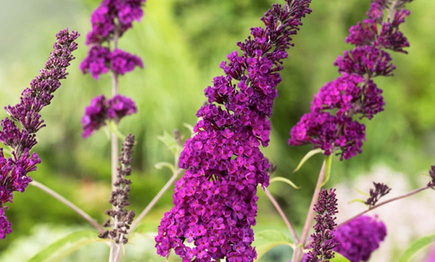 Image 4: Buddleja davidii Mariposa Bush