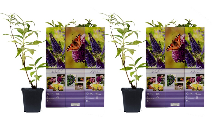 Image 8: Lot de 3 ou 6 arbres à papillons Buddleia