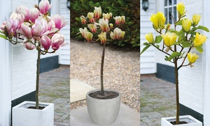 Magnolia Standards Red Lucky, Yellow Bird and Sunrise Bare Roots