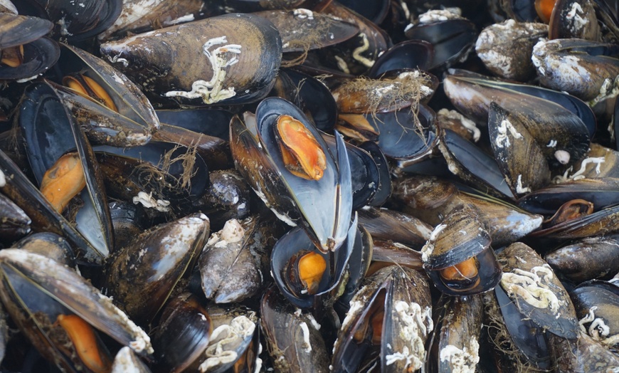 Image 11: Ruta del mejillón con degustación en catamarán para niño o adulto
