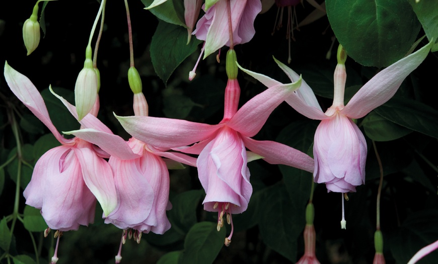 Image 5: 5 or 10 Fuchsia 'Pink Elephant' Plants