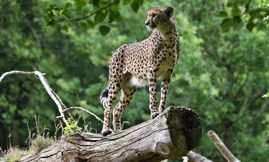 Image 9: Explorez l'incroyable faune sauvage au Lumigny Safari Réserve