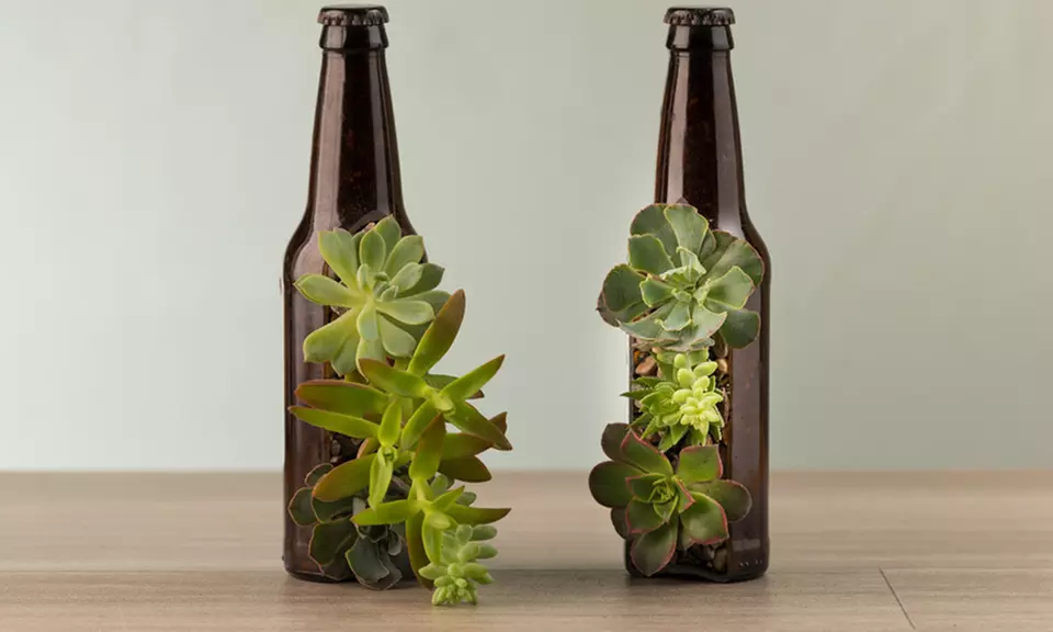 Premium Living Beer Bottle Succulent Planter (1-, or 2-Pack) - Primary Image