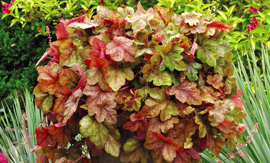 Image 5: Heucherella Trailing Collection -Three or Six Plants