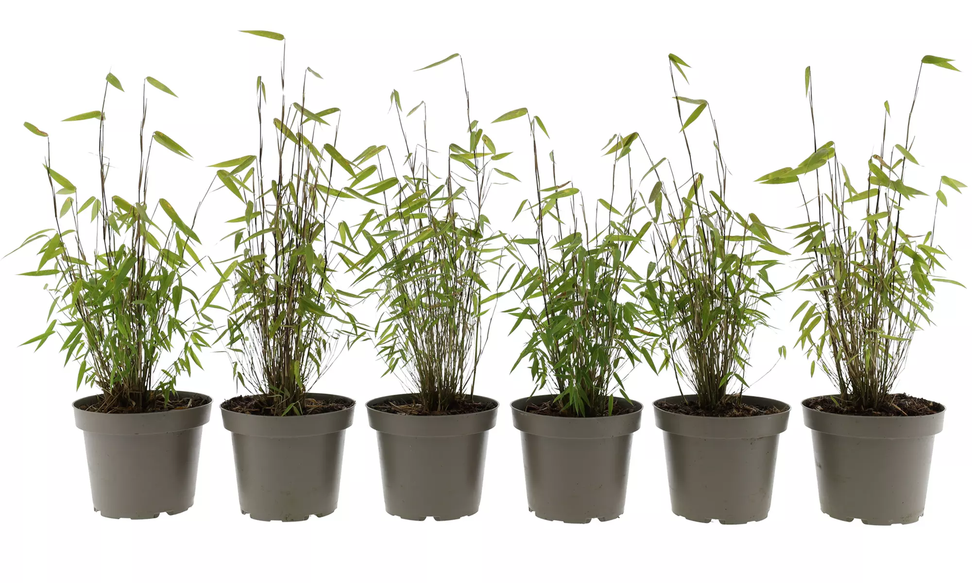 Hasta 6 plantas de bambú Fargesia