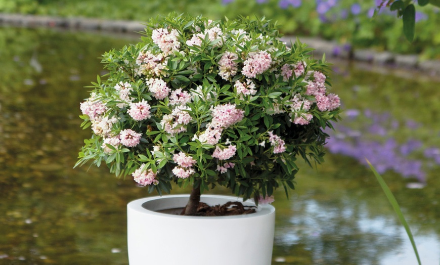 Image 3: Rhododendron Bloombux Nugget