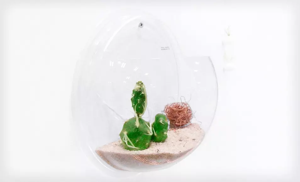 $13.99 for a Daily Green Wall Deco Terrarium or Aquarium ($24.99 List Price). Free Returns. - Second Medium