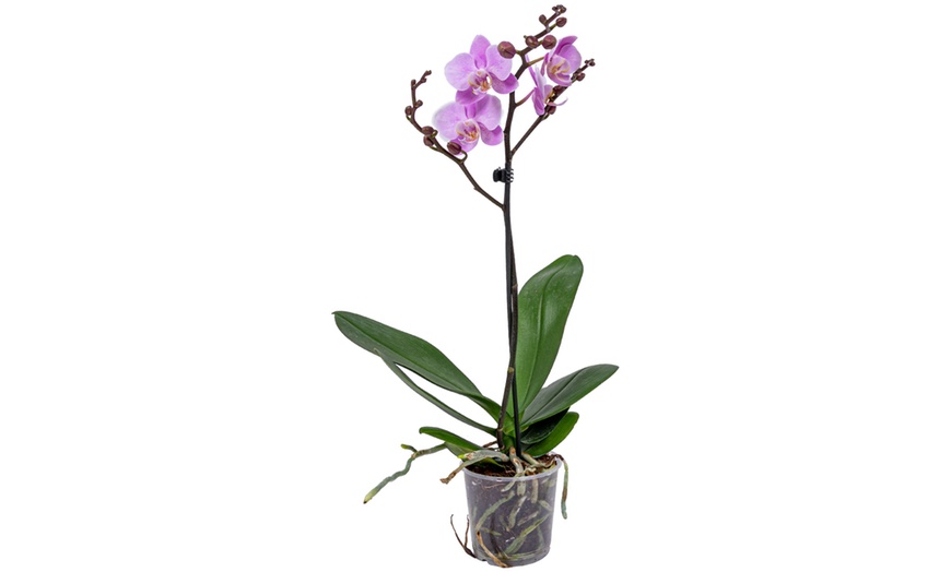 Image 7: Moth Orchid