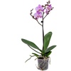 Image 7: Moth Orchid
