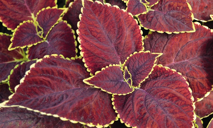 Image 2: Coleus Main Street Collection - 5 or 10 Plants