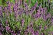 Fragrant English Lavender Hidcote & Munstead - Buy 24, 48, 72, 144, or 288 Plants - Second Medium