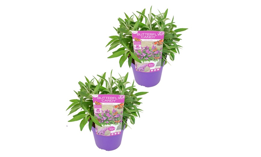 Image 8: 2 arbustos de las mariposas enanos, entregados en maceta