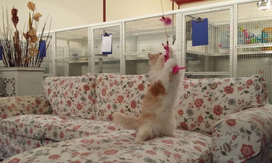 Image 5: Pet Boarding at PoshPaws Kennels and Cattery