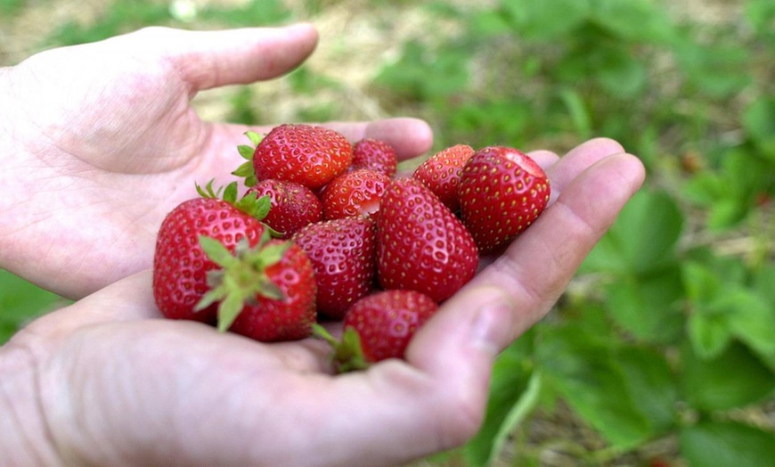 Image 5: Set van 3 of 6 aardbeiplanten Fragaria Roman