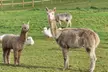 Enjoy a family day out at Bridge End Alpacas! Pet and feed friendly alpacas with up to 
50% .Fun for all ages - Image 6