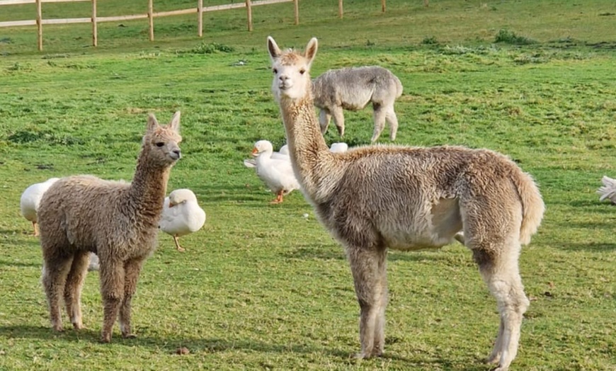 Image 6: Enjoy a Fun Farm Walk and Alpaca Meet for One, Two, or Four People